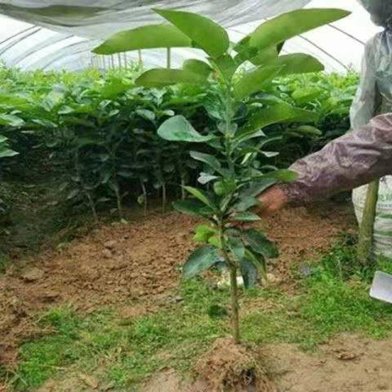 柚子树苗红心红肉蜜柚嫁接三红蜜柚果树果苗南方北方种植当年