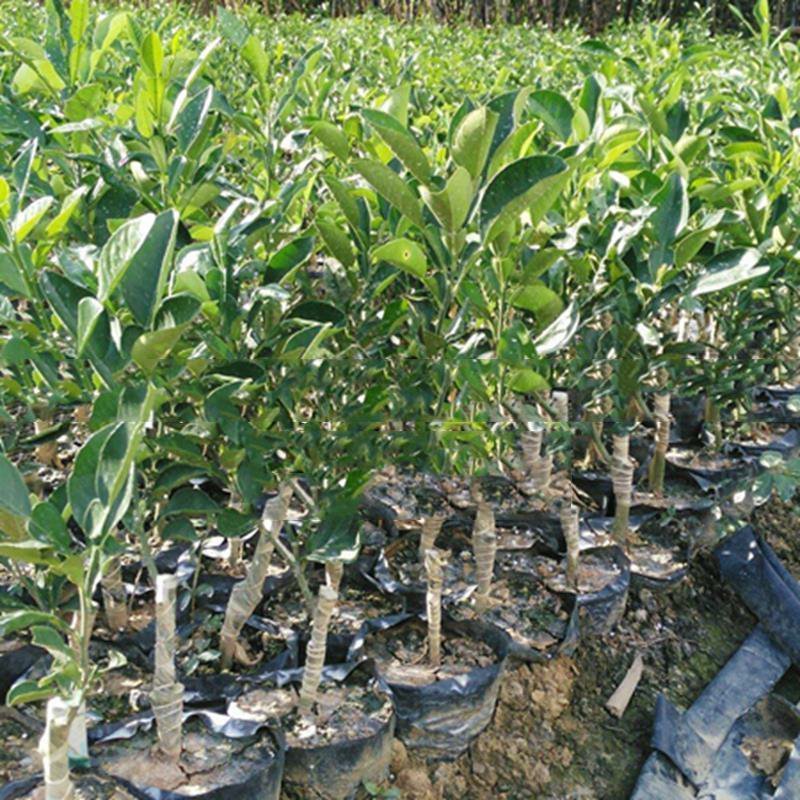 柚子树苗红心红肉蜜柚嫁接三红蜜柚果树果苗南方北方种植当年