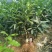 柚子树苗红心红肉蜜柚嫁接三红蜜柚果树果苗南方北方种植当年