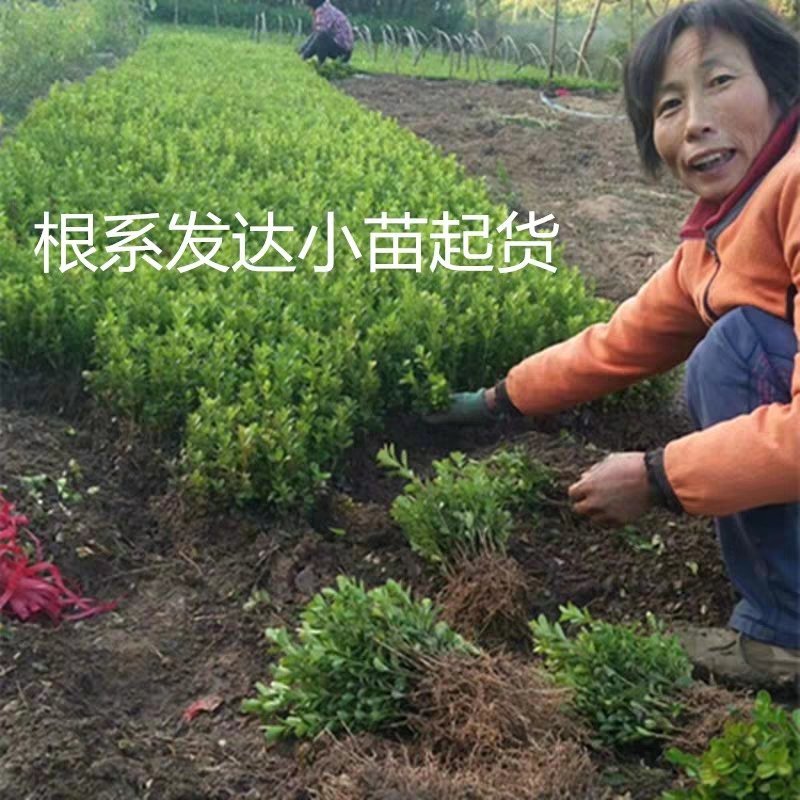 瓜子黄杨绿化苗木树苗庭院花园植物四季常绿园林绿化小苗