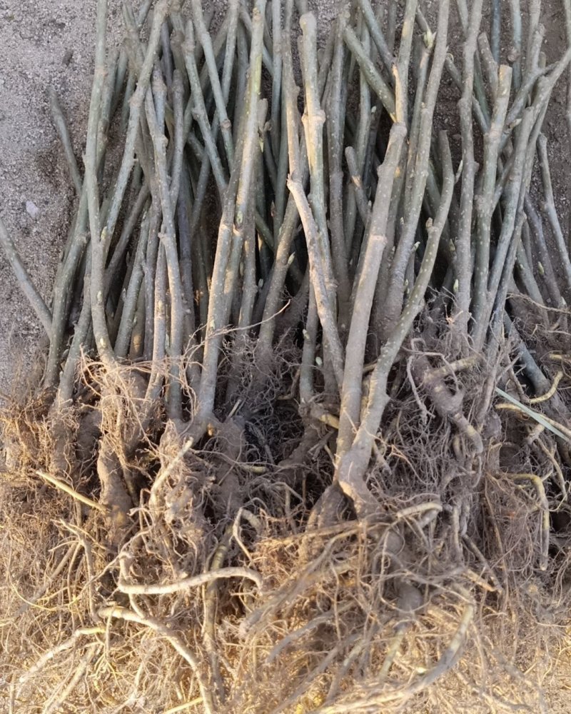 嫁接桑葚苗无籽大十台湾长果桑白珍珠