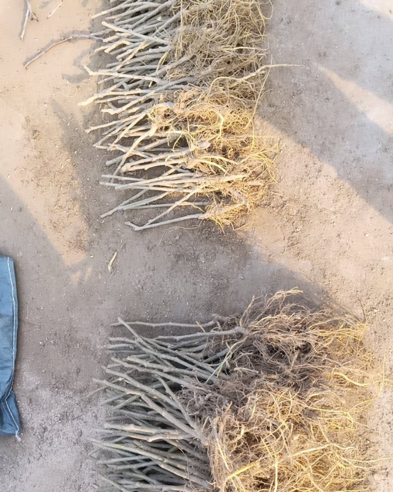 红果2号桑葚苗无籽大十果桑苗
