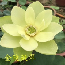 精品荷花苗品种多，花色鲜艳，全国售货，量大从优