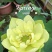 精品荷花苗品种多，花色鲜艳，全国售货，量大从优