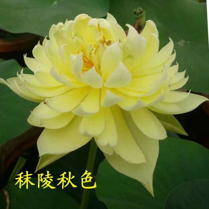 精品荷花苗品种多，花色鲜艳，全国售货，量大从优