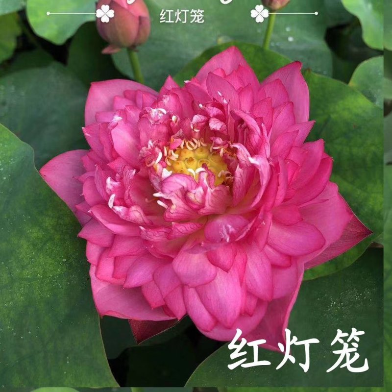 精品荷花苗品种多，花色鲜艳，全国售货，量大从优