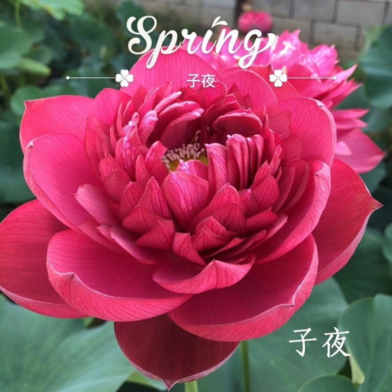 精品荷花苗品种多，花色鲜艳，全国售货，量大从优