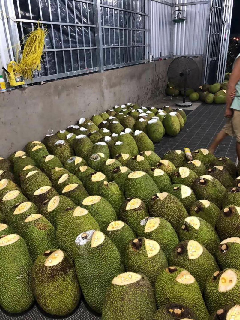 越南AAA菠萝蜜产地直销红心菠萝蜜常年供应