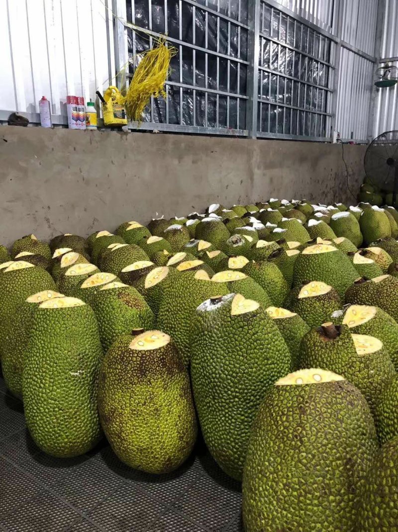 越南AAA菠萝蜜产地直销红心菠萝蜜常年供应