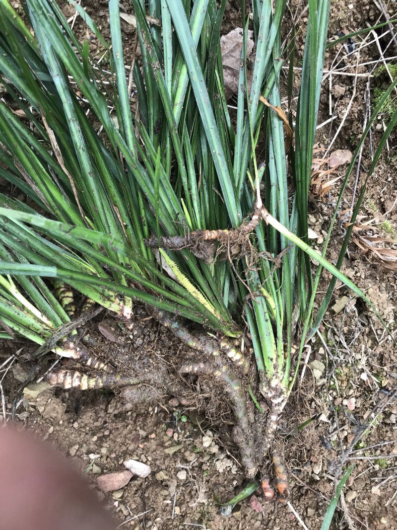 大别山石菖蒲种苗母本家种驯化种苗三年石菖蒲种苗