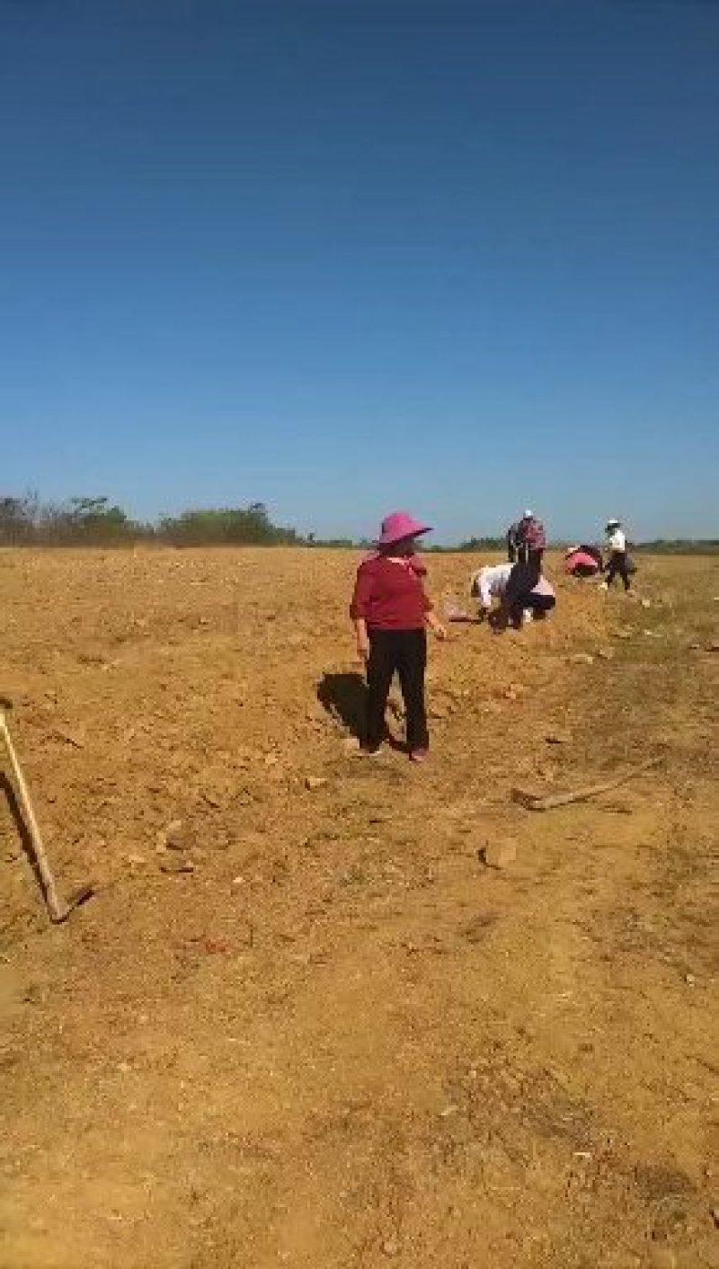 丹参条优质丹参条子丹参条子签订回收合同