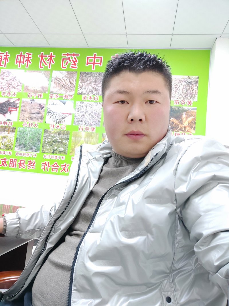 丹参条优质丹参条子丹参条子签订回收合同