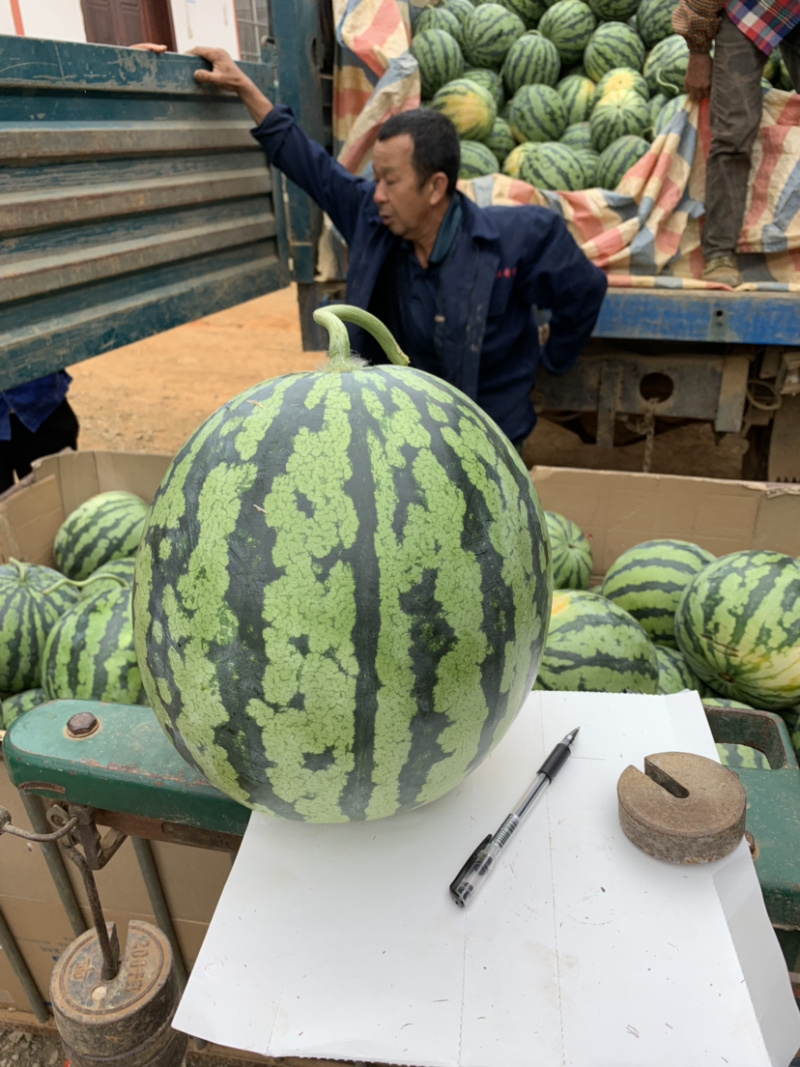 甜王西瓜，广西桂西南部气候好，瓜甜，红，皮薄