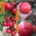 西红柿种子抗高温硬粉抗病大番茄种子番茄种孑