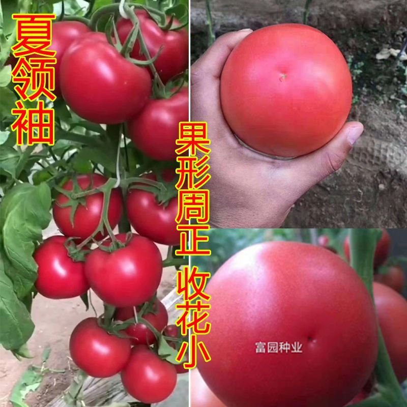 西红柿种子抗高温硬粉抗病大番茄种子番茄种孑