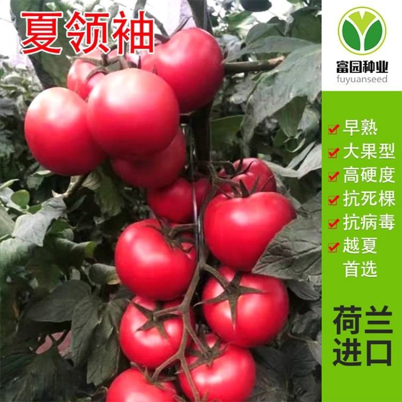 西红柿种子抗高温硬粉抗病大番茄种子番茄种孑