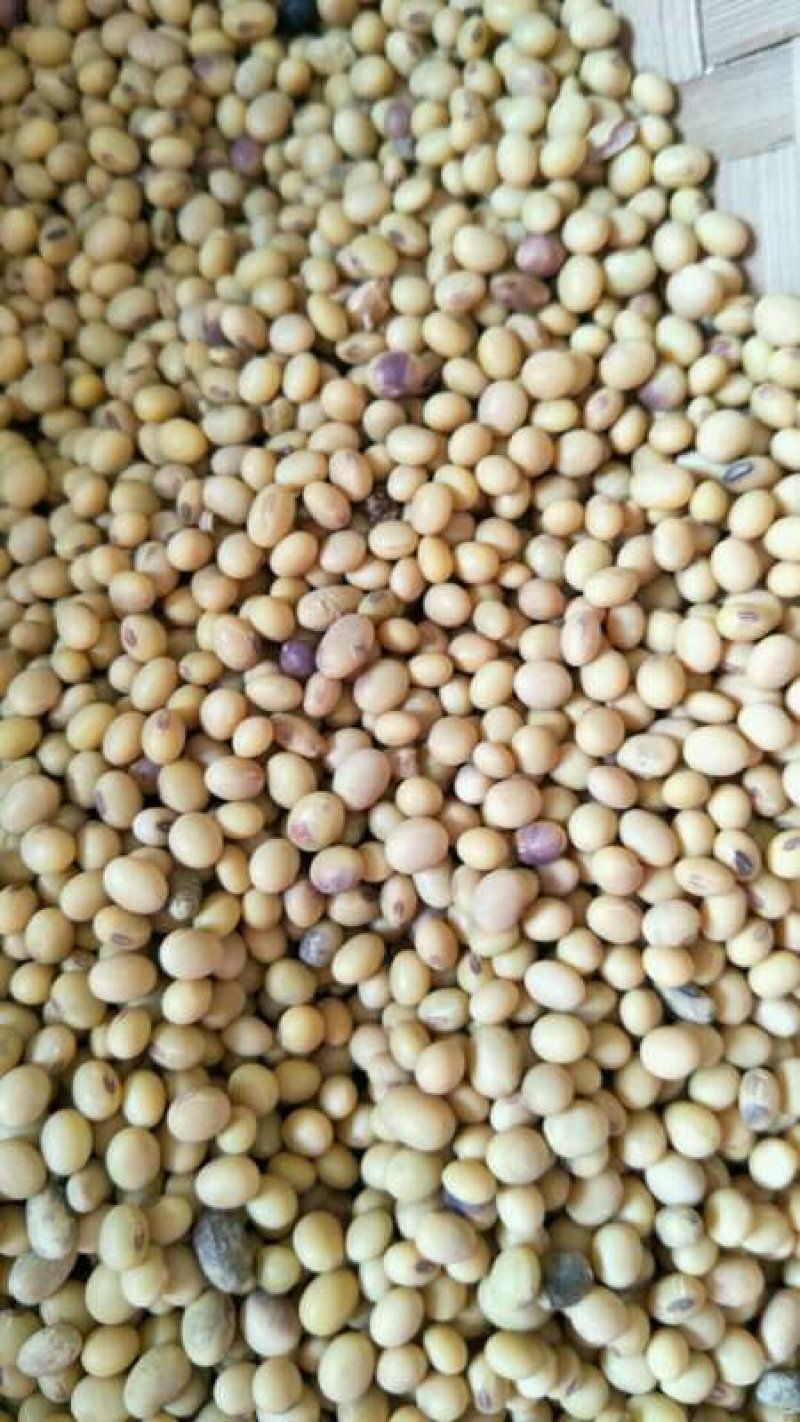 2024新黄豆中等，做豆腐，豆花，豆干的优质原材料。