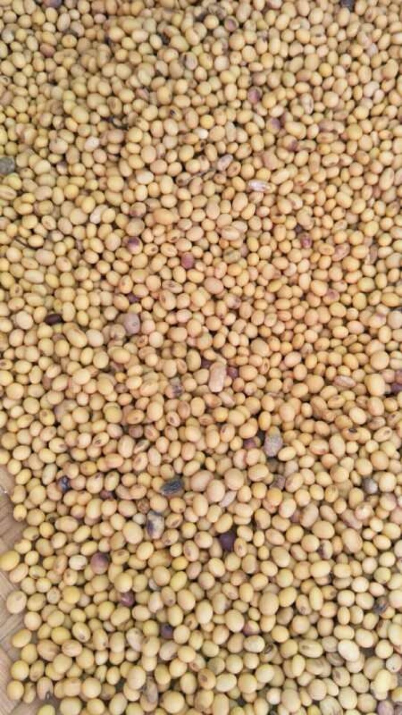 2024新黄豆中等，做豆腐，豆花，豆干的优质原材料。