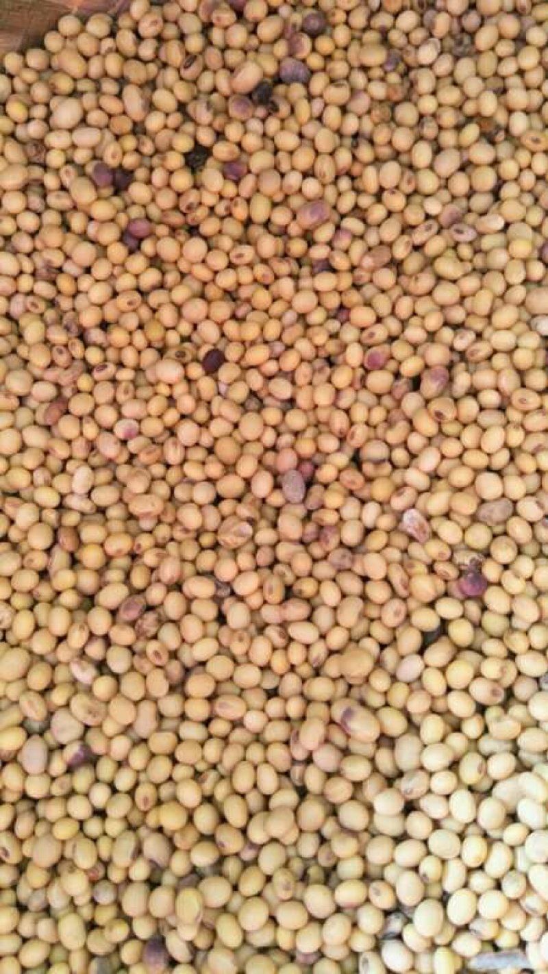 2024新黄豆中等，做豆腐，豆花，豆干的优质原材料。