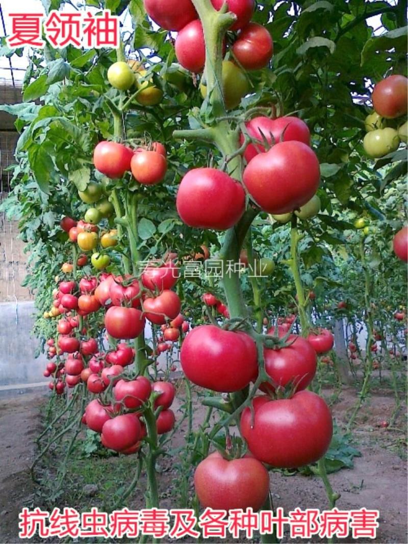 西红柿种子抗高温硬粉抗病大番茄种子番茄种孑