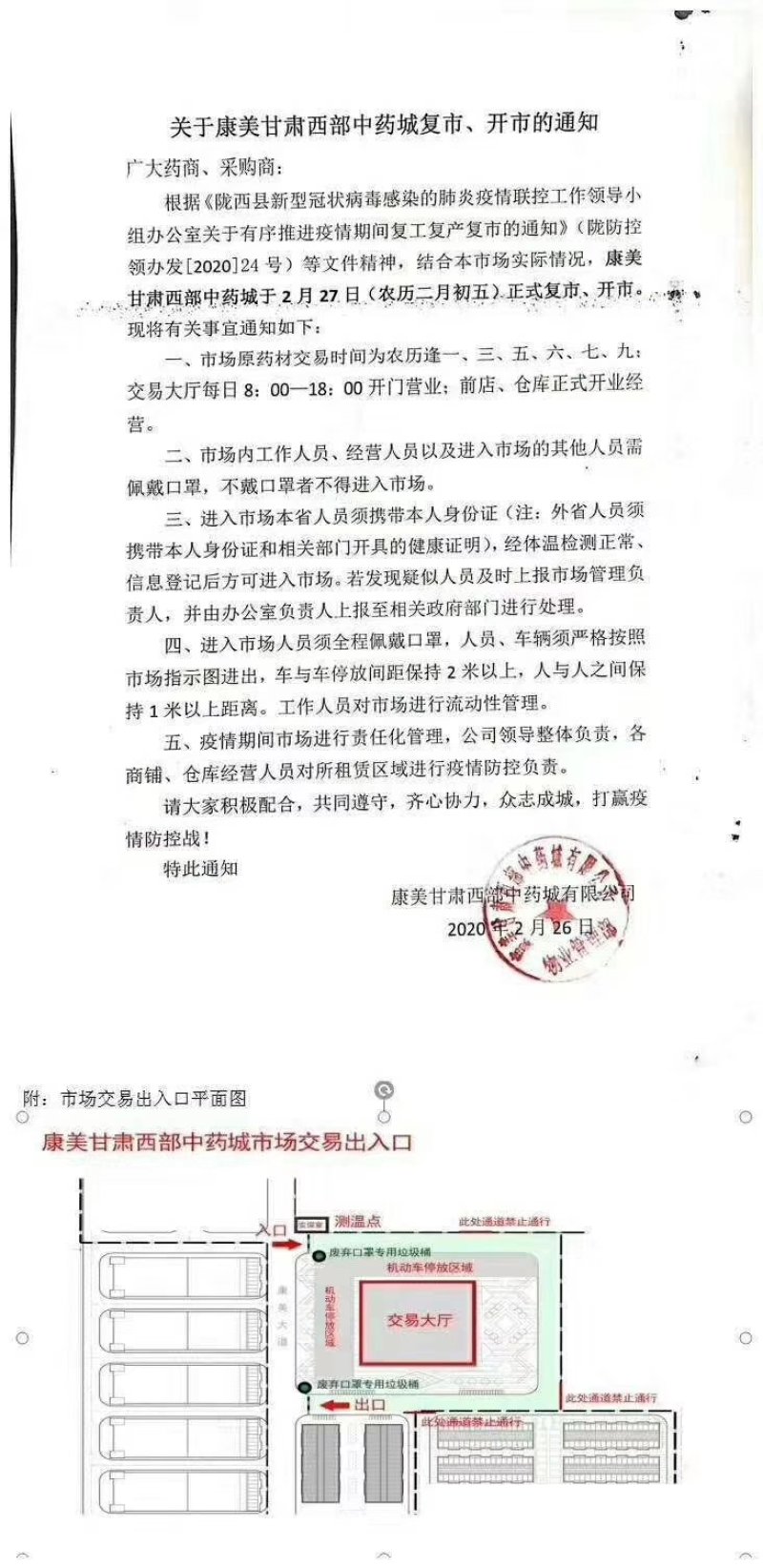 黄芩苗