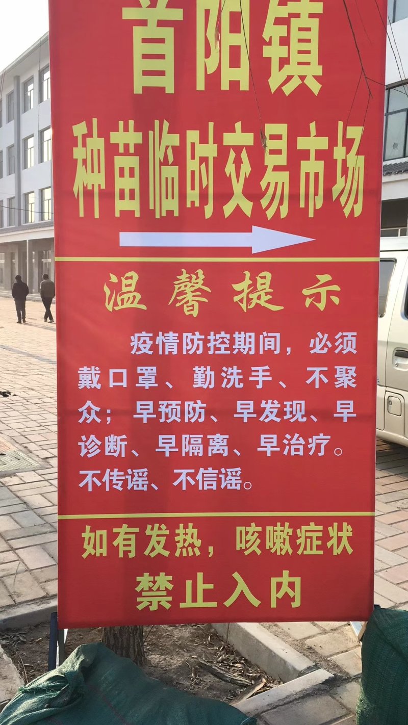 黄芩苗
