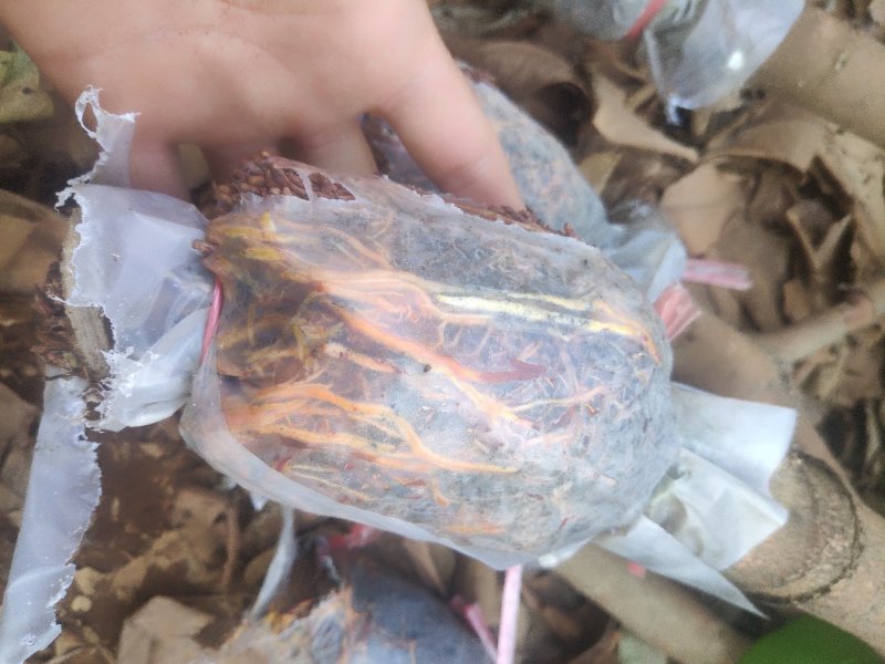 台湾黑金刚莲雾苗老树盘根苗（当年种下次年可挂货）