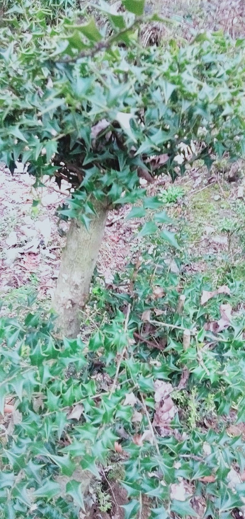 树桩