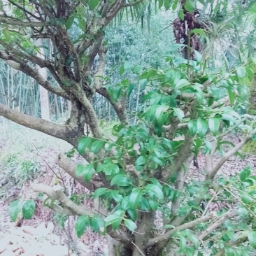 树桩