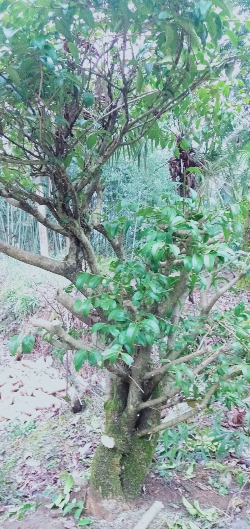 树桩