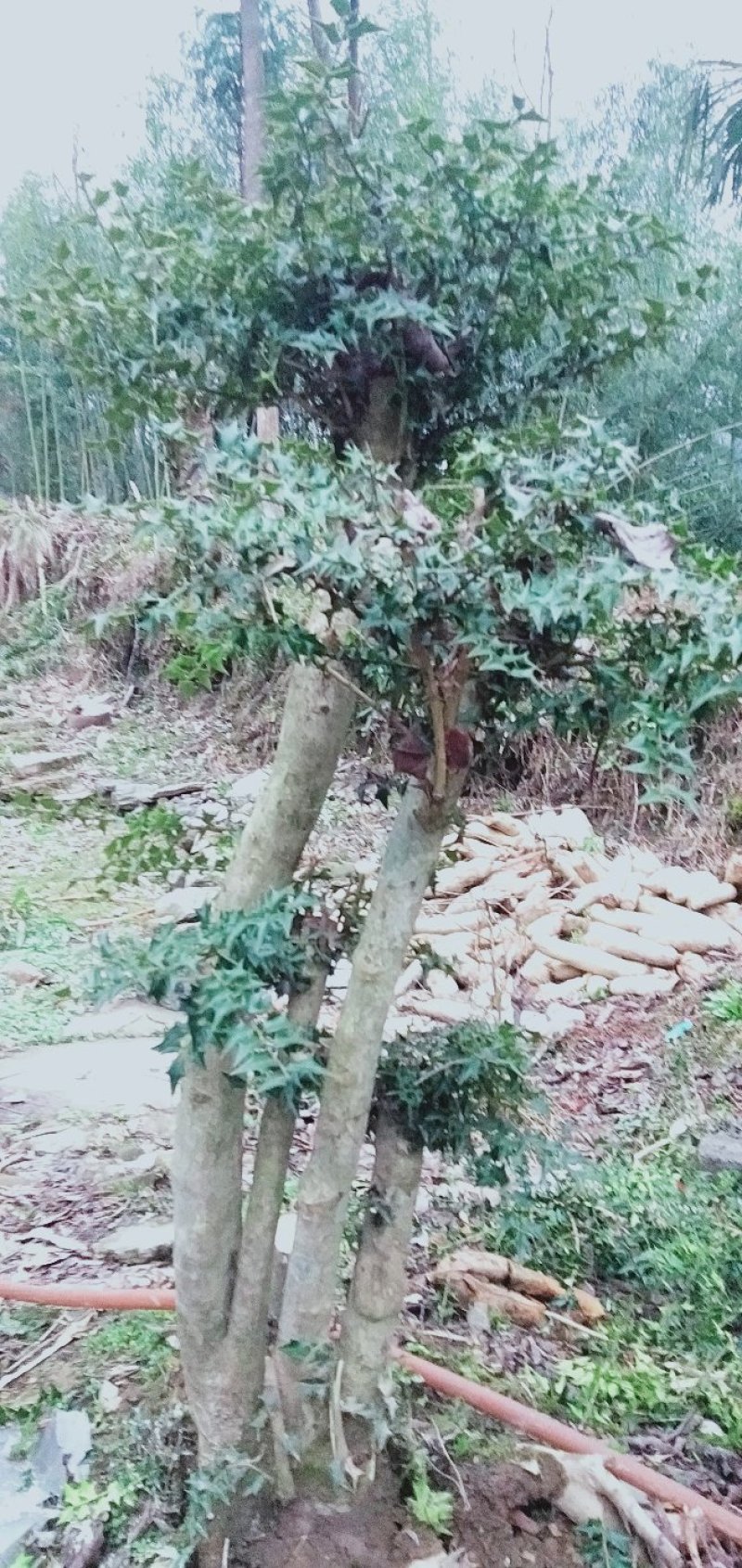 树桩