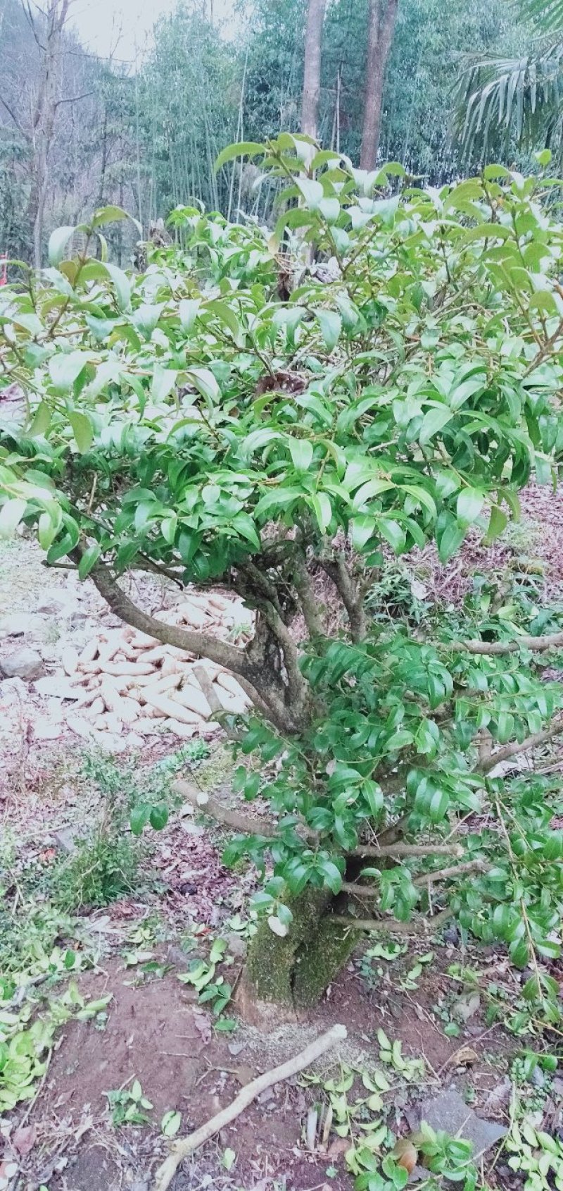 树桩