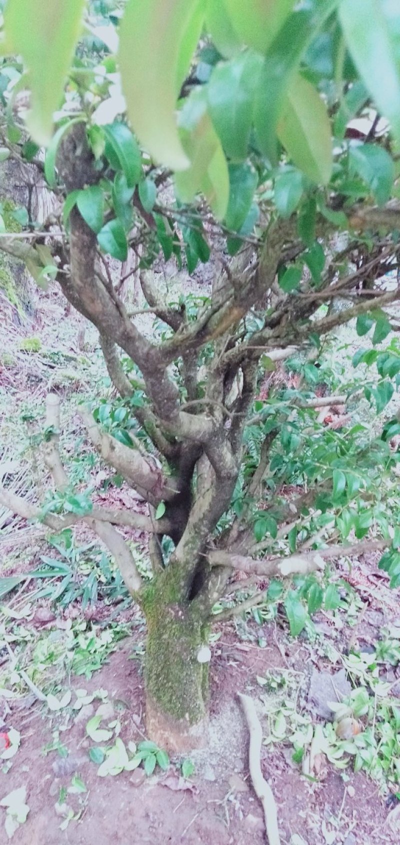 树桩