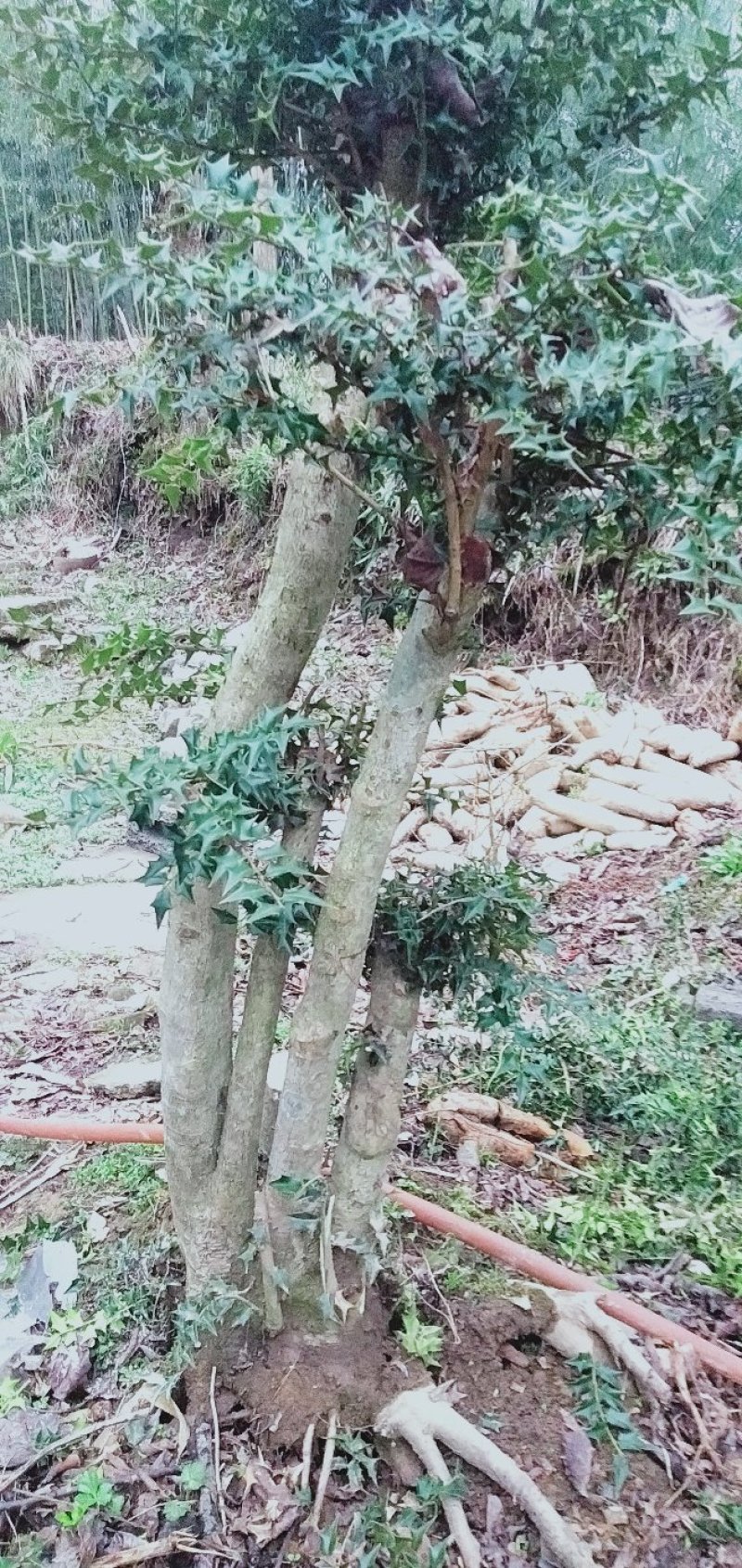 树桩