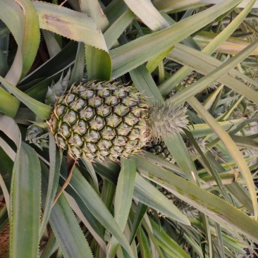 产地菲律宾品种菠萝大果新鲜大菠萝香甜可口