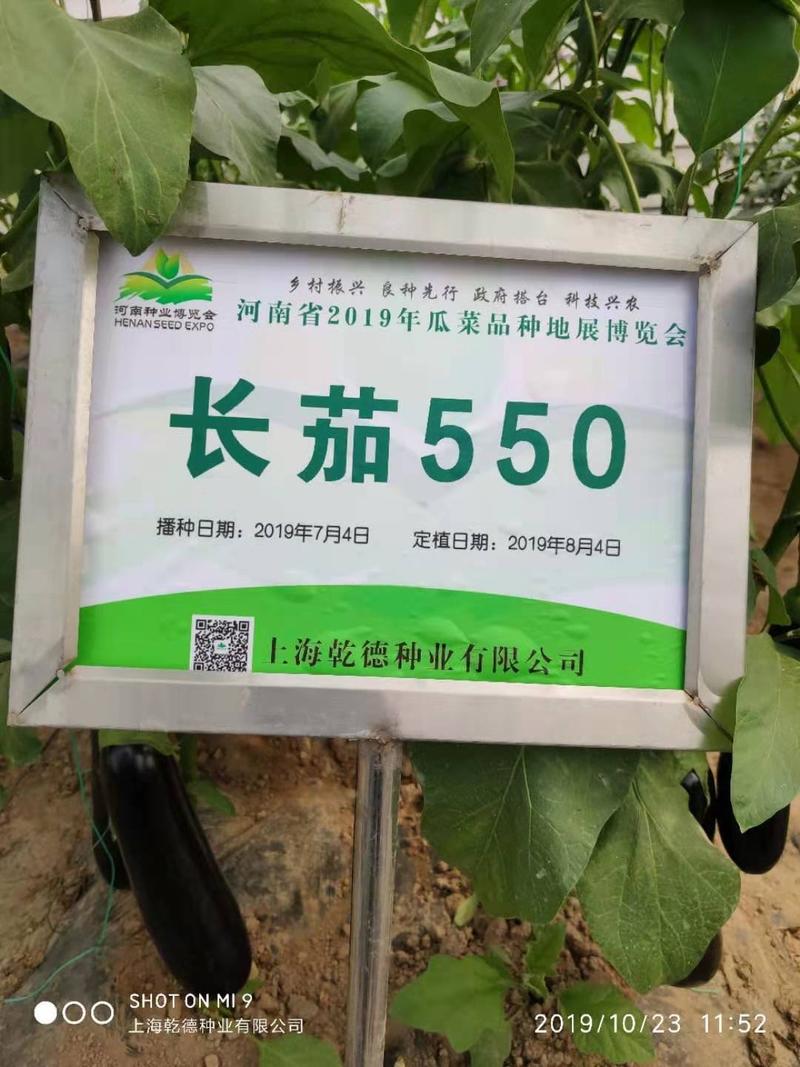 乾德长茄550绿萼茄子种子产量高适合春秋种植顺直