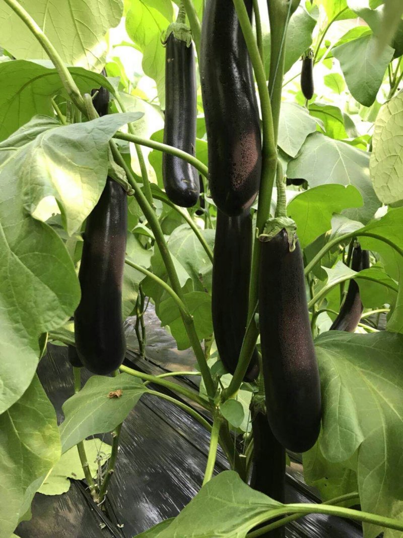 乾德长茄550绿萼茄子种子产量高适合春秋种植顺直