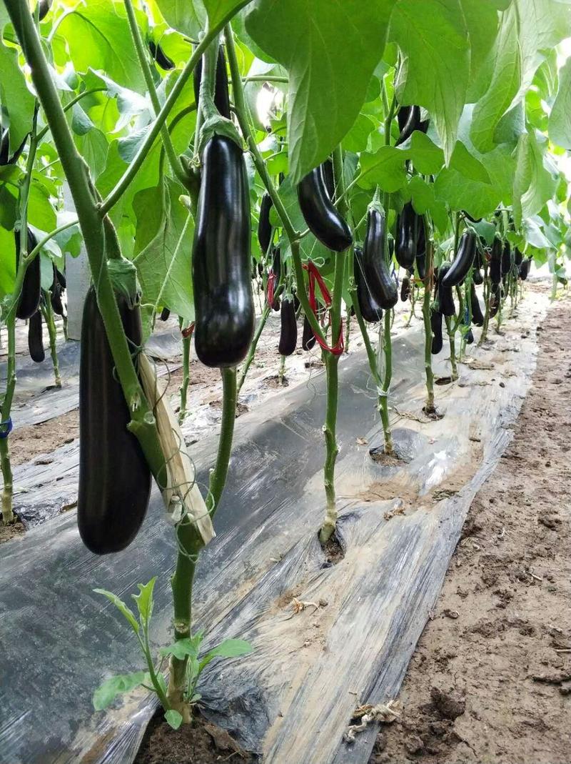 乾德长茄550绿萼茄子种子产量高适合春秋种植顺直