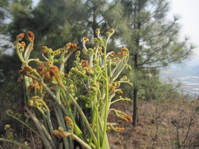 本处有蕨菜要销售，需要老板联系