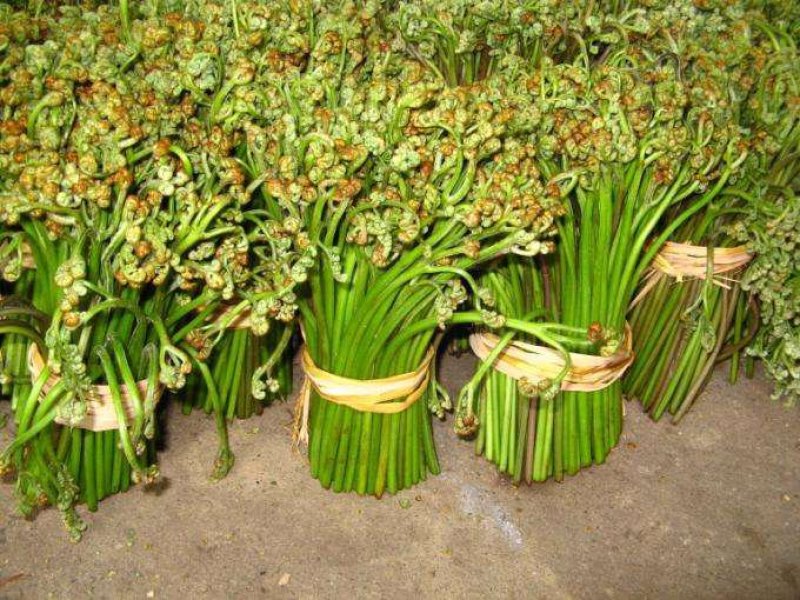 本处有蕨菜要销售，需要老板联系