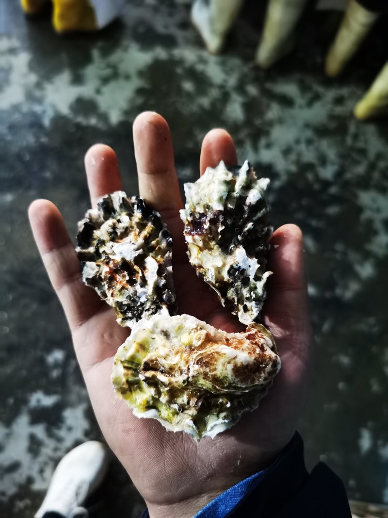 社区团购电商微商一口蚝网红带生蚝，可定制一件代发
