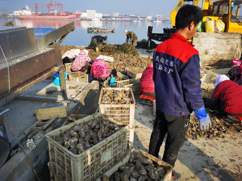 社区团购电商微商一口蚝网红带生蚝，可定制一件代发