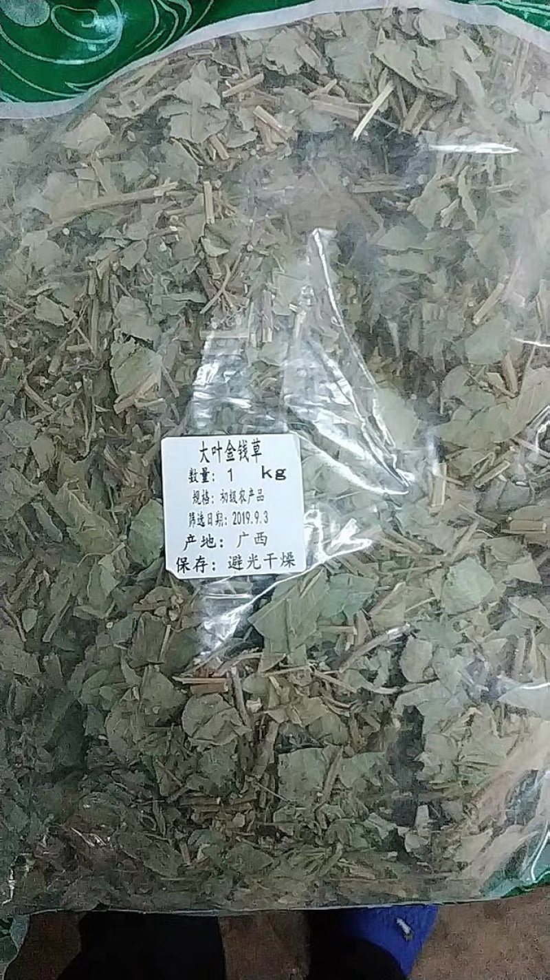 中药材野生大叶金钱草农家初选11111