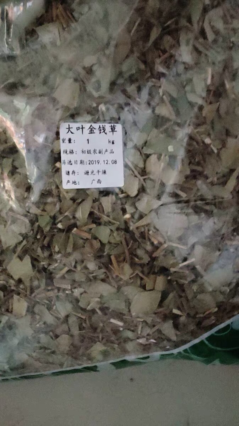 中药材野生大叶金钱草农家初选11111