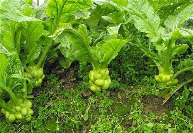 慈溪博海果蔬基地榨菜头