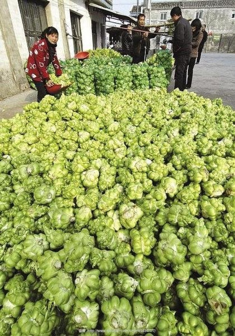 慈溪博海果蔬基地榨菜头