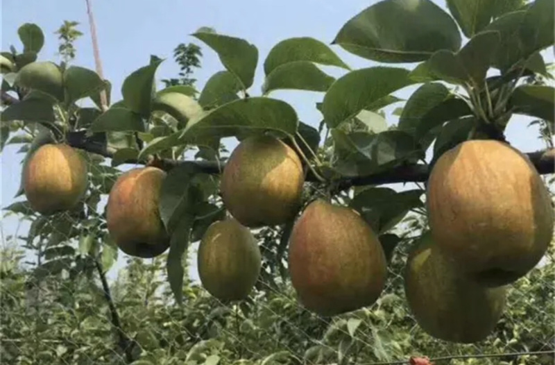 【精品热销】新梨七号梨树苗现起苗