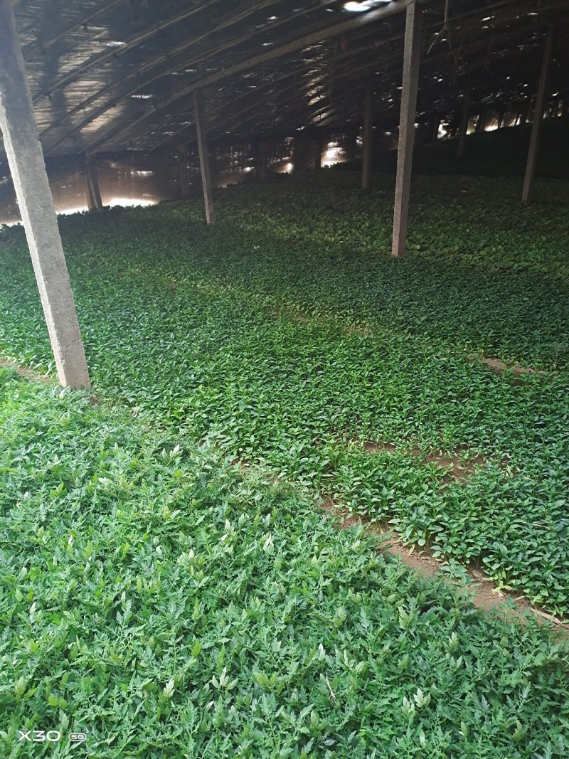 辣椒苗牛角苗羊角椒301308抗病量大从优