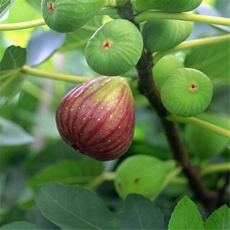 无花果树果苗南方北方四季盆栽地栽种植苗当年结果特大波姬红