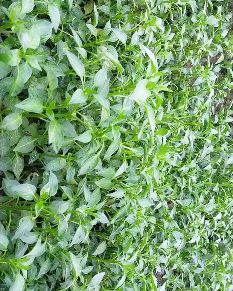 青椒苗.尖椒苗（皮薄）欢迎选购